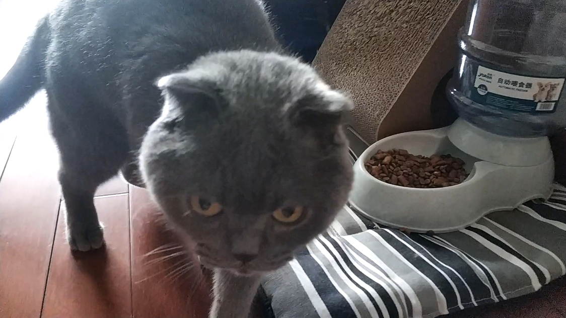 自从小白猫来了之后,蓝猫不吃饭,臃肿的身体都瘦了!